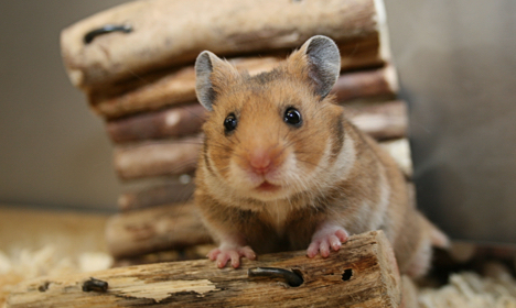 hamster_2_content