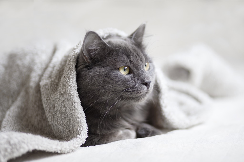 Cat_4