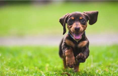 Dog_6