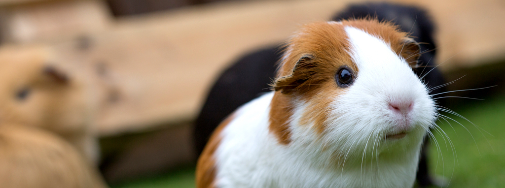 guinea_pigs_header