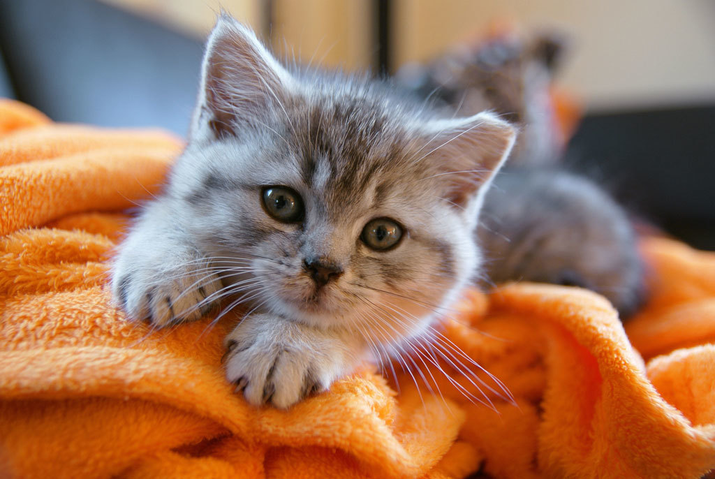 Kitten_Blanket_Footer