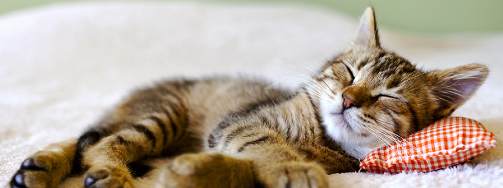 Kitten_Sleeping_Header