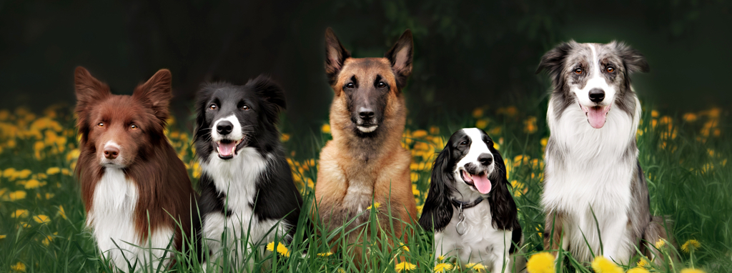 Dogs_Grass_Header