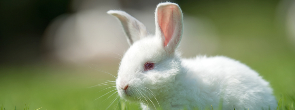 Rabbit_Grass_Header