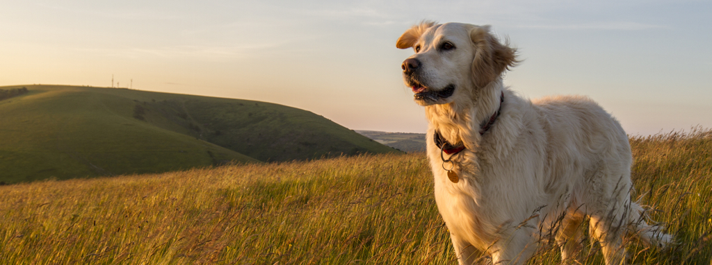 Dog_Hills_Header