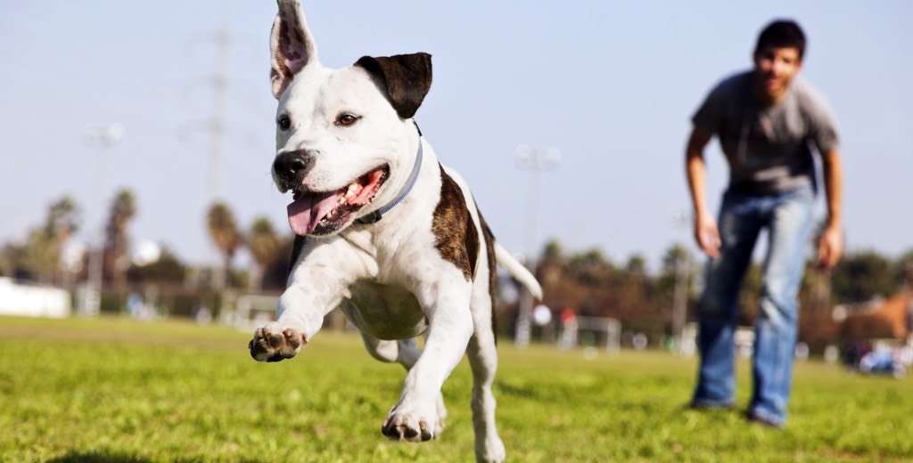 Dog_Human_2_1024 (cropped)