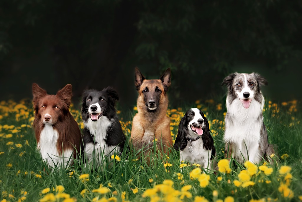 Dog_Group_2