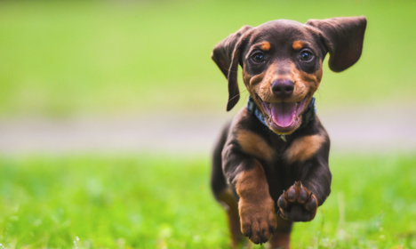 Puppy_Grass_Content