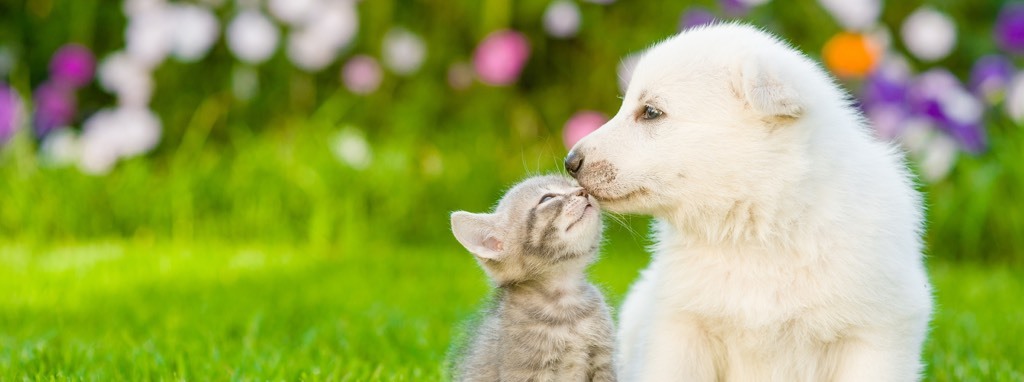 puppy_kitten_header