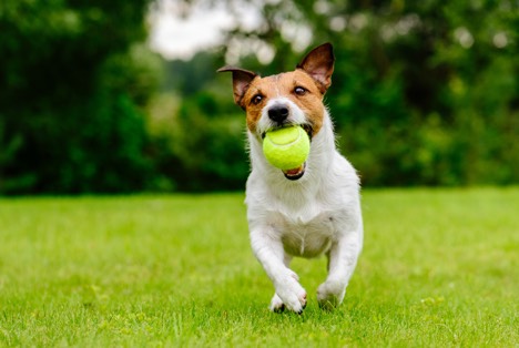 Dog_4