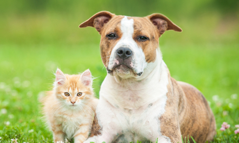 dog_kitten_grass_content