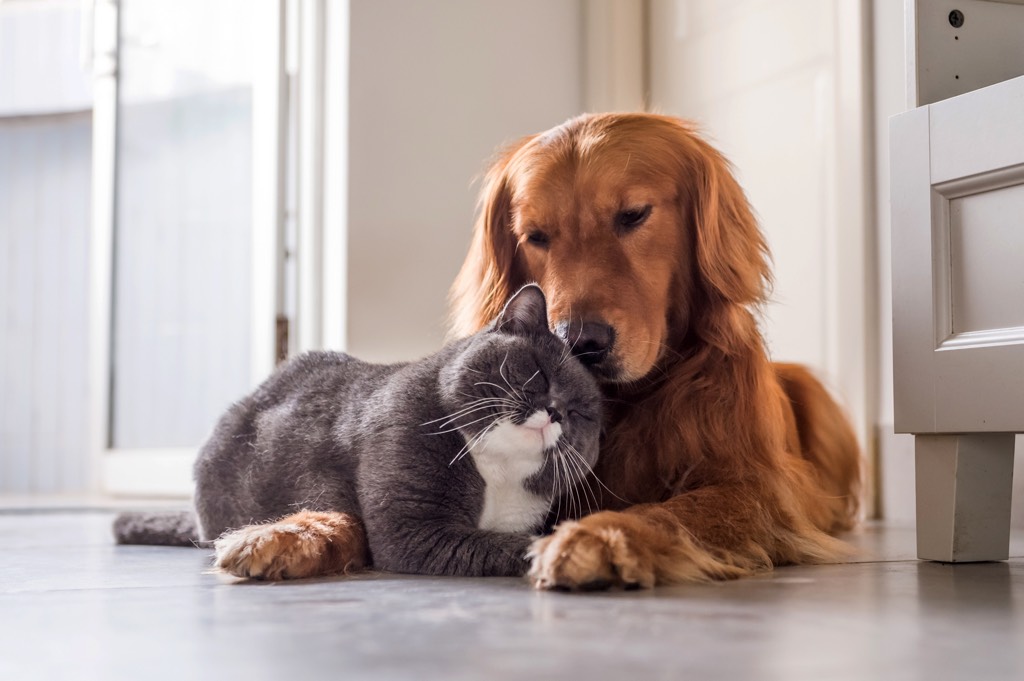Cat_Dog_2