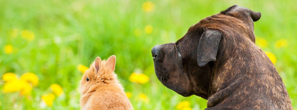 rabbit_dog_header