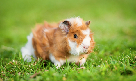 Guinea_Pig_Grass_Content